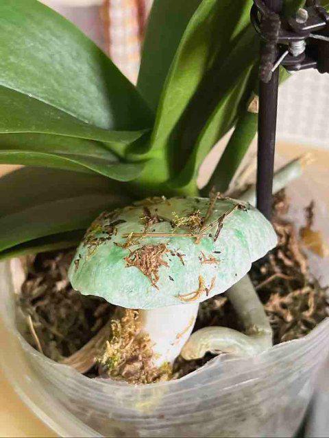 镜｜云南女子手搓野生菌冰箱贴超逼真pg电子免费试玩模拟器开屏热搜放大(图2)