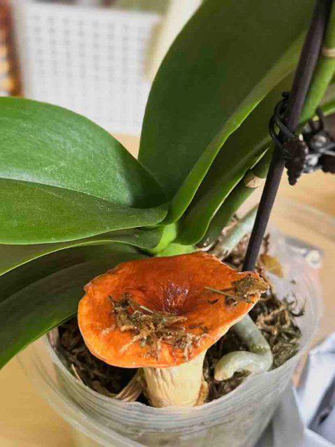 镜｜云南女子手搓野生菌冰箱贴超逼真pg电子免费试玩模拟器开屏热搜放大(图3)