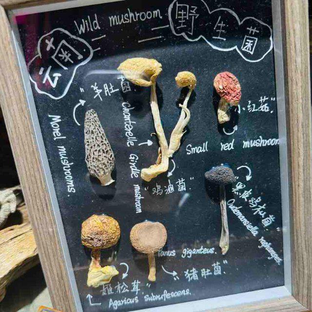 镜｜云南女子手搓野生菌冰箱贴超逼真pg电子免费试玩模拟器开屏热搜放大(图5)