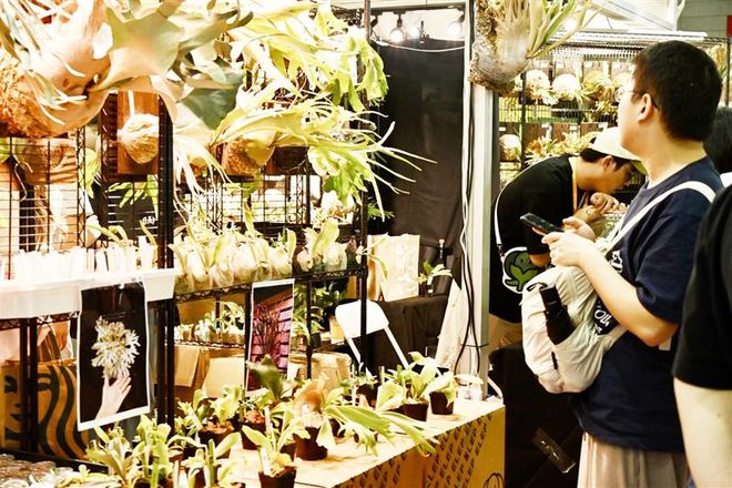 ” “典藏款”鹿角蕨最高标价100万元pg电子模拟器免费试玩锡城刮起“热植风