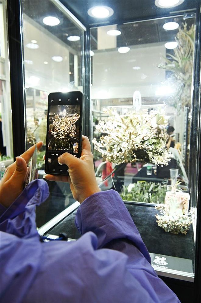 ” “典藏款”鹿角蕨最高标价100万元pg电子模拟器免费试玩锡城刮起“热植风(图2)